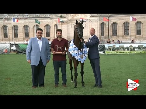 BRONZE - N.54 MANSOUR AM - Chantilly 2016 World Cup - Yearling Colts Championship (Class 14)