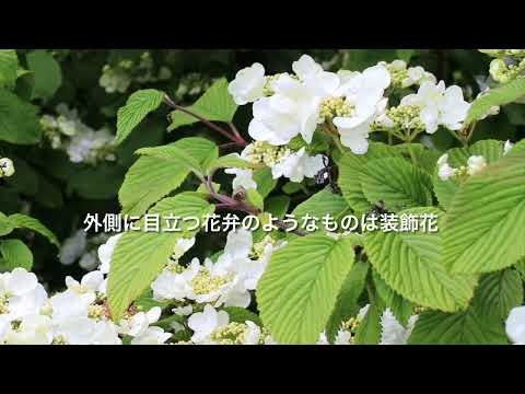 園芸 つるアジサイ