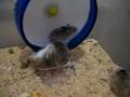 Fat Hamster Running in Wheel - only if they can ...