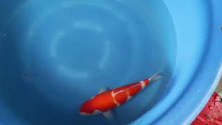 video van Kohaku 2203003