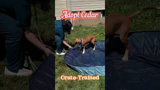 Video preview image #1 Mutt Puppy For Sale in Rockaway, NJ, USA