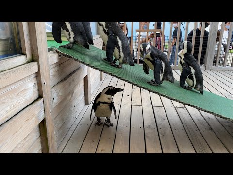 2020/10/04 ケープペンギンの帰宅@名古屋港水族館