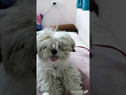 dinku..cute dog... ❤️