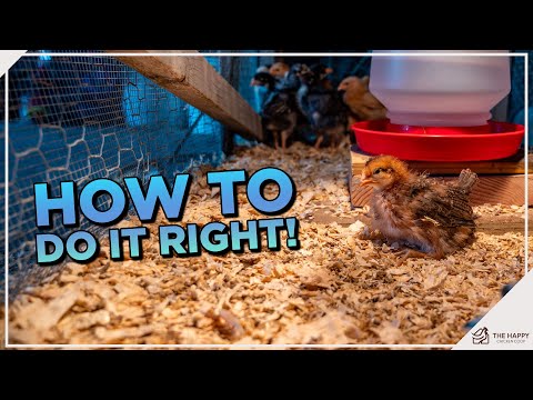 Chicken Brooders 101: Everything You Need To Know
