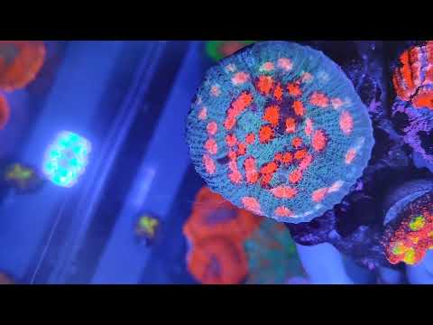 [Submersa] - Mars Attack Chalice