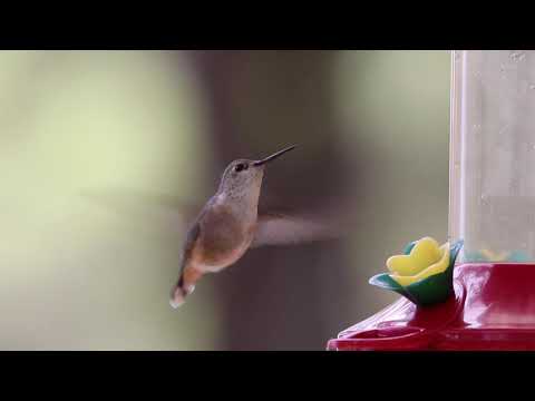 Anna's Female Hummingbird Drinking From A Feeder