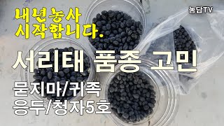 내년 농사 시작합니다. 서리태 품종고민. 청자5호/귀족/응두/묻지마