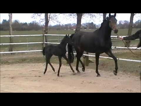 Stutfohlen v. For Romance - Fürstenball - Sunlight xx