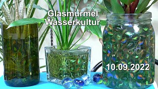 Pflanzen in der Wasserkultur und das neue Pflanzmedium Glasmurmeln für die Hydrokultur