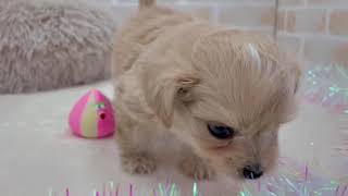 ハーフ犬の動画01