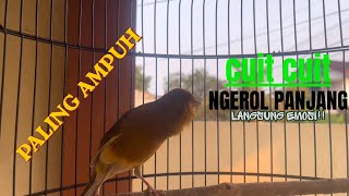 Download lagu SUARA kenari gacor PANJANG AMPUH CUIT CUIT pandai UNTUK PANCINGAN KENARI PAUD AGAR RAJIN BUNYI mp3 Download lagu SUARA kenari gacor PANJANG AMPUH CUIT CUIT pandai UNTUK PANCINGAN KENARI PAUD AGAR RAJIN BUNYI mp3