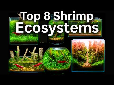 My Top 8 Shrimp Aquarium Builds!