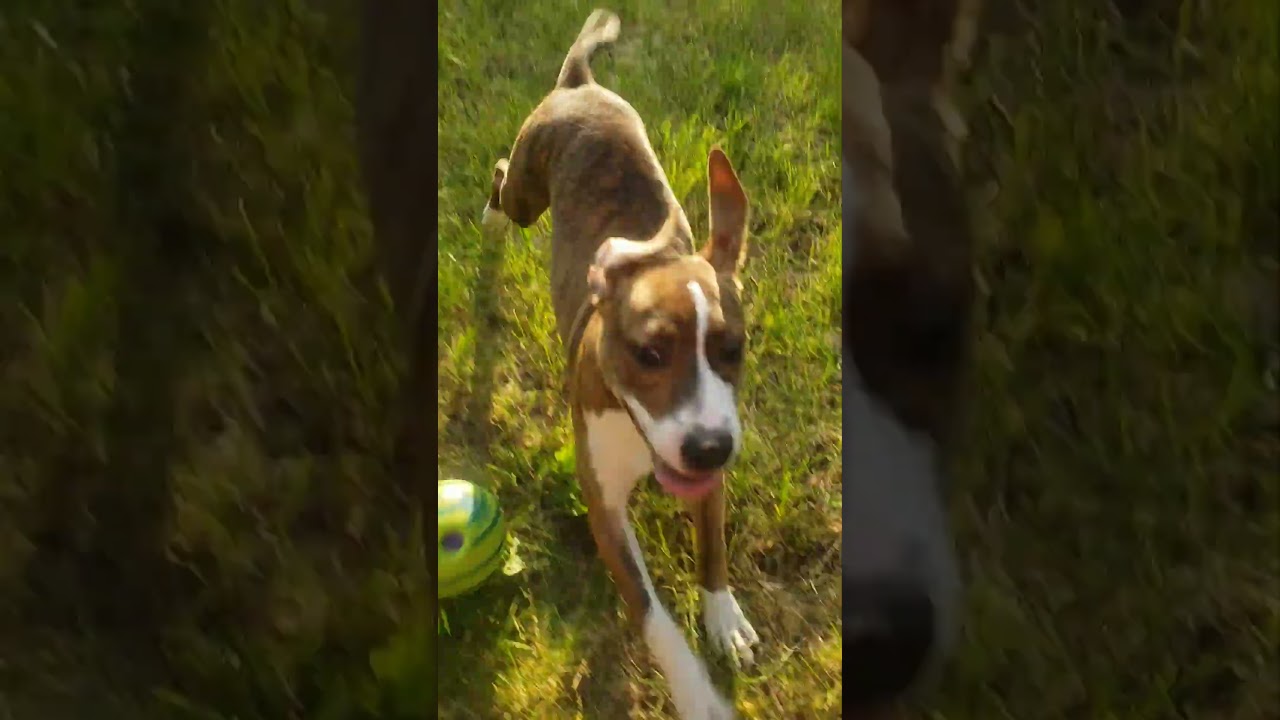 Enlarge Cali, an adoptable mixed breed in Detroit, MI video 3/6