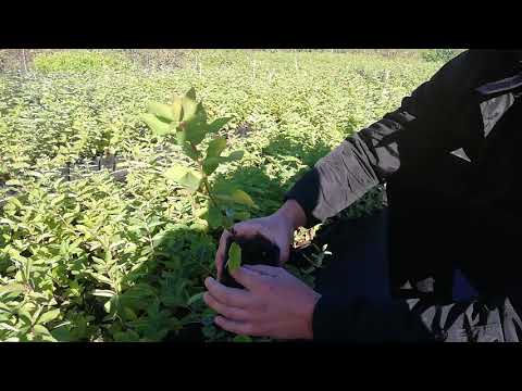 Sadzenie jagody kamczackiej na plantacji.