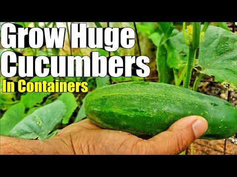 Grow Cucumbers in a Bucket: Container Growing Guide | Trinidad and Tobago