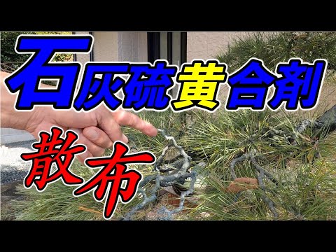 樹木栽培用石灰をいつ散布するか?その理由とその方法を見てみましょう！  庭園