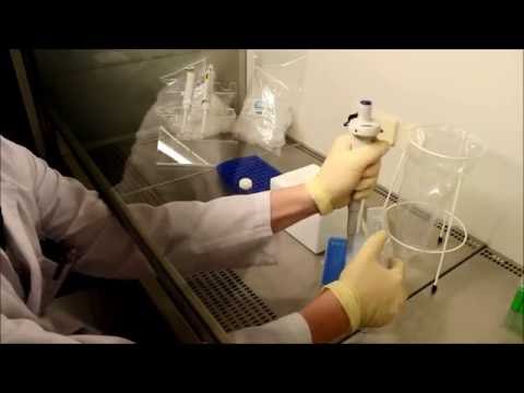 Transformation von Plasmiden in E. coli/Transformation of plasmids in E. coli (Eng Sub)