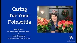 Caring for Your Poinsettia