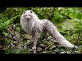 Animals You’ve Never Heard Of | 15 of the Rarest and Most Endangered Animals in the World DEFAULT Thumbnail