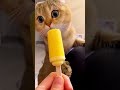 Cute Cat Dance Reels Cat Catvideos Funnycatvideos Shorts Trendingshorts Ytcat Funny Cute