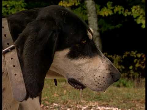 extraits BA L'honneur du Piqueux. Film de 2x52'.  Réalisatrice C. Iordanoff.