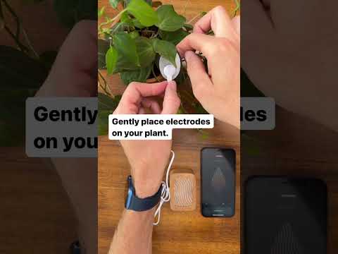 How to listen to plant music with PlantWave