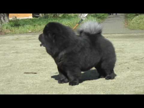 RUBIN ASTERHAUS OVATION BEAUTY STAR