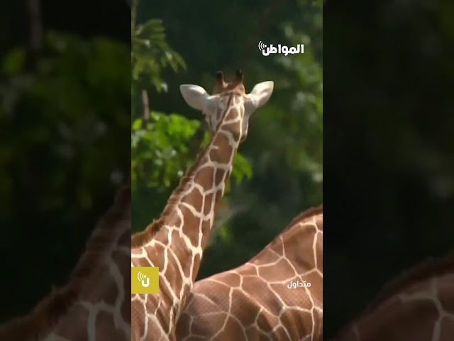 زرافتان تقتحمان بطولة للجولف في كينيا