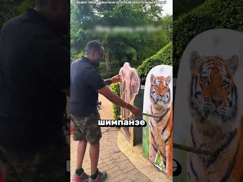 Даже Вдвоём Они Не Смогли Сдвинуть Тигра 🤯🐯