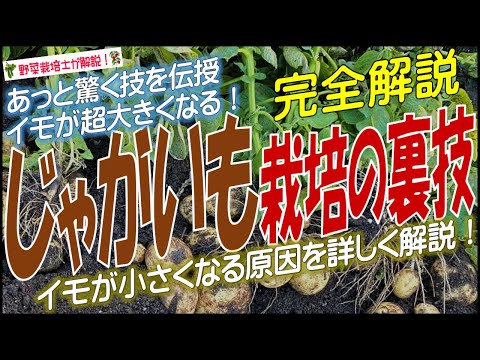 ジャガイモの古い品種: 健康が第一 庭の練習