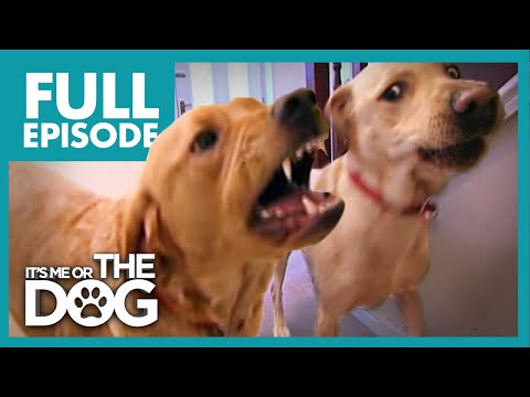 Brawling Labradors: Red and Jasper | Full Episode | It's Me or the Dog