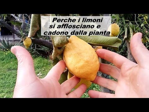 Comprare la crema di una decolorazione di belit Crema per il viso per lentiggini