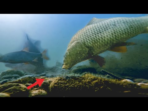 Karpfen Angeln im klaren Fluss 🤿 The River Vlog Folge 42