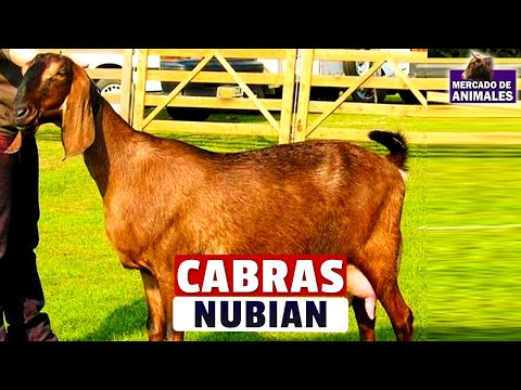 , title : 'Cabras Nubian Características Destacadas'