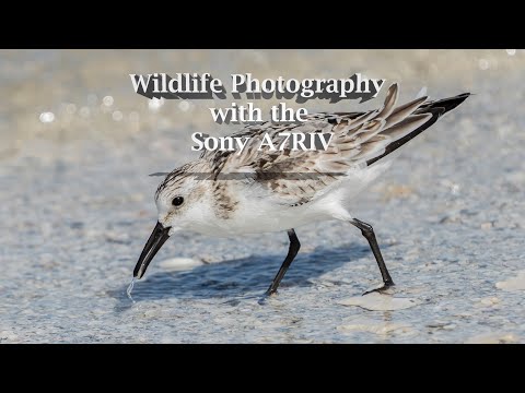 Wildlife Photography with the Sony A7RIV