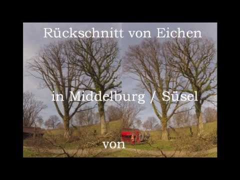 Astrein-Baumpflege - Rückschnitt einer Eiche in Middelburg bei Süsel