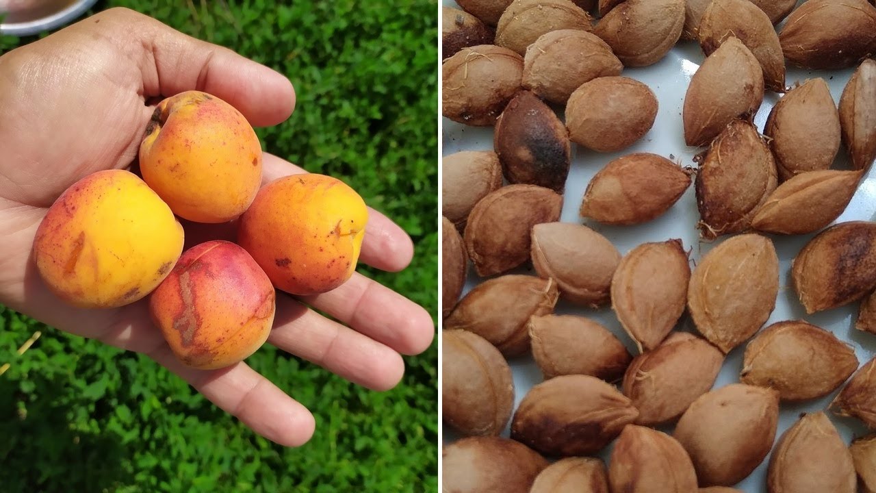 абрикос из косточки. прорастить косточку абрикоса. вырастить абрикос из косточки. прорастить абрикос из косточки. можно из косточки вырастить абрикосы.