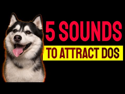 5 Sounds to ATTRACT DOGS Attention (Make Dogs Go Crazy)