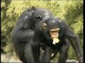 Bim And Bam In The Animal World Chimpanzee