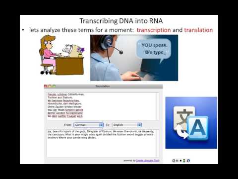Lecture 5 - From DNA to Protein  Transcription (Chapter 7, Part 1)