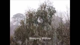 weeping willow