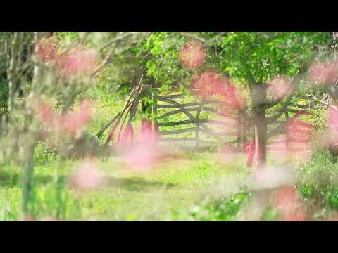 ☆TRAUMHAFTE FAMILIENFINCA 8 GÄSTE MIT PFERDEKOPPEL IN SA POBLA☆