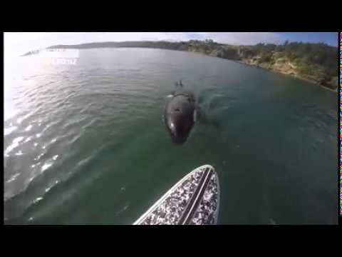 Orca and a paddleboard friend