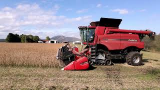Soybeans harvest 2021 Hokkaido　part2