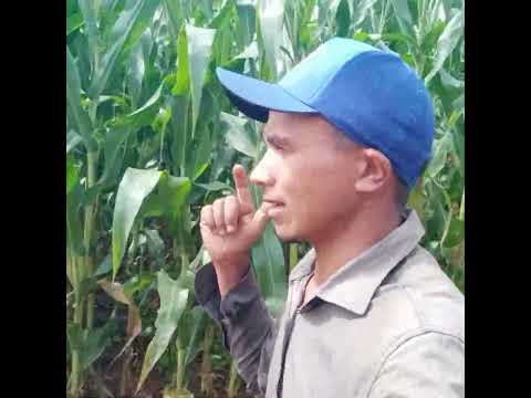 Produtiva em Jatobá Maranhão