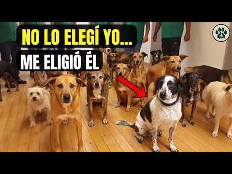 You don't choose the dog, the dog chooses you ❤️🐶