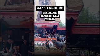 Download lagu HANYA SEKALI SAJA!!SKILL MA'TINGGORO TEDONG|Tradisi Adat Toraja #budaya mp3