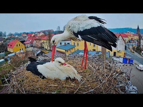 Bociany Białe Polanów - gniazdo na żywo Sezon 2025 / Pollnow White Stork - nest live 2025 Season