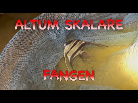 Wir fangen Altum Skalare in Kolumbien - JBL Expedition Kolumbien 2022 Teil 5