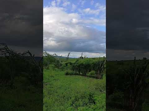 passira Pernambuco #fouryou #vidanaroça #humor #sitio #plantas #nordeste